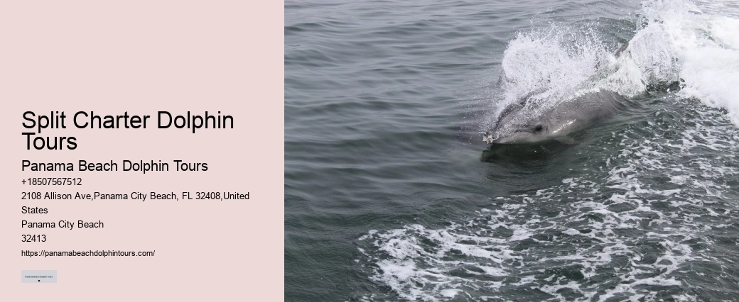 Do Dolphins Swim With Humans