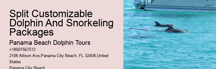 Elite Dolphin Watching with Snorkeling