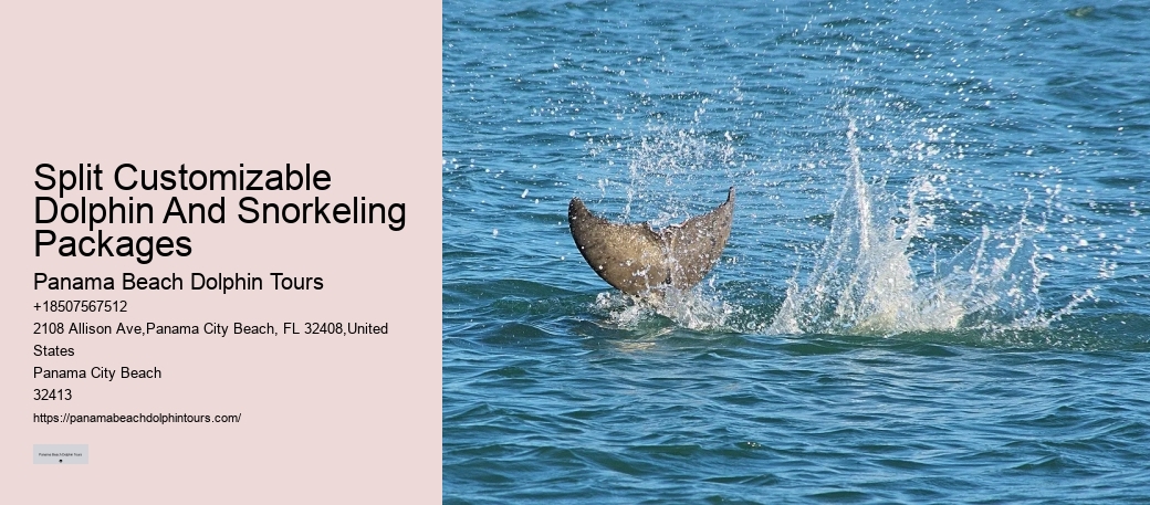 Are Panama City Beach dolphin tours educational