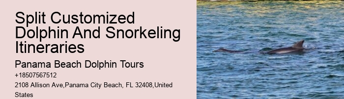 Personal Dolphin Encounter with Snorkeling