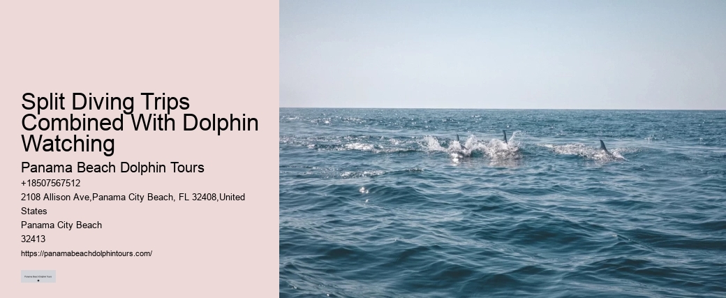 What Month Are Dolphins Most Active In Florida