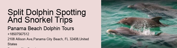 Is There A Weight Limit For Swimming With Dolphins