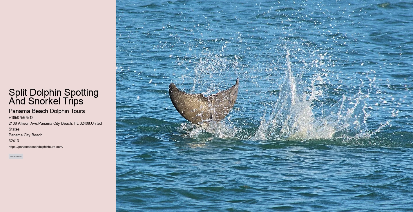 What Are The Negative Side Of Dolphins