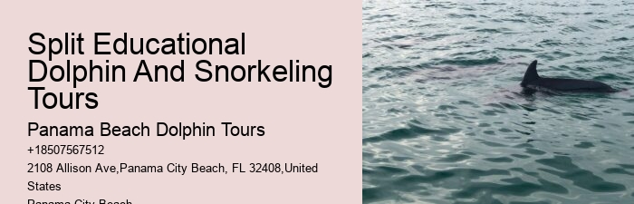 Custom Dolphin Encounter and Snorkeling Adventures