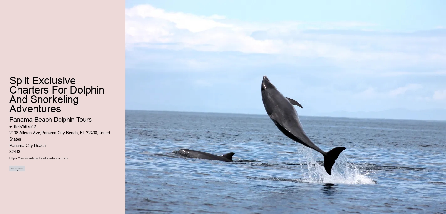 Private Dolphin Tours