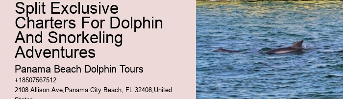 Elite Dolphin Spotting with Snorkeling