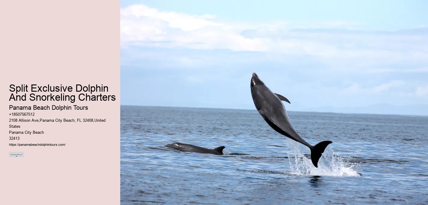 Panama City Beach Dolphin Cruises