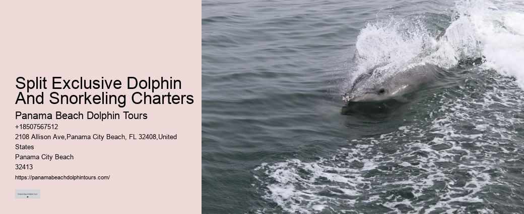 Bespoke Dolphin Watching and Snorkeling Trips