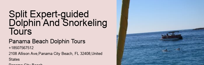 VIP Dolphin Safari with Snorkeling