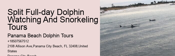 Dolphin Boat Adventures in PCB