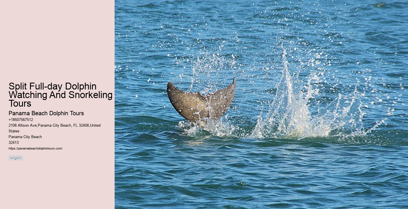 Secluded Dolphin Exploration and Snorkeling