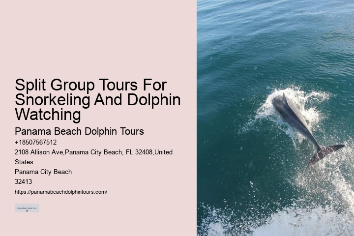 Dolphin Tours Near Panama City Beach