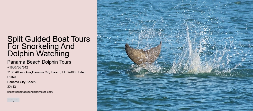 Dolphin And Snorkeling Tours Panama City Beach Fl