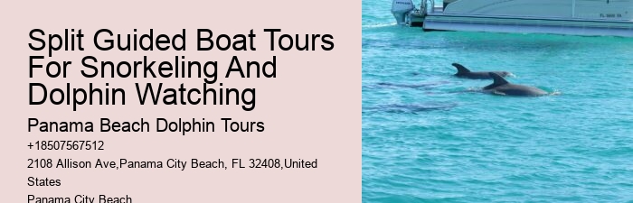 Panama City Beach Dolphin Experience Tours