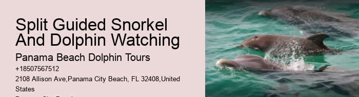 Bespoke Dolphin Expedition with Snorkeling