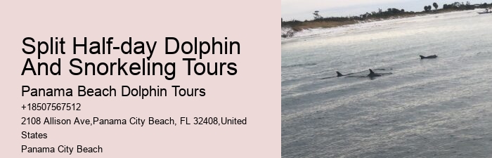 Guided Dolphin Spotting and Snorkeling Tours