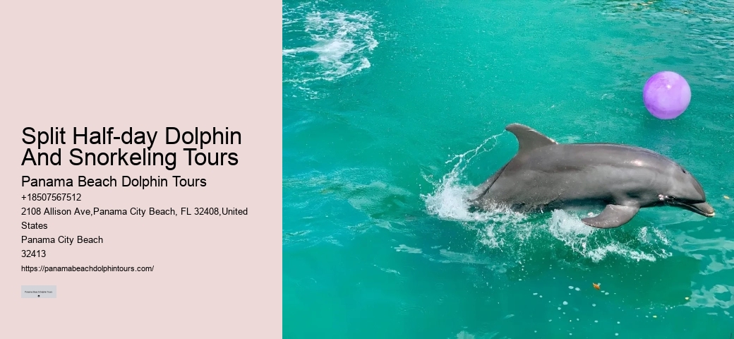 Dolphin tours at Panama City Beach