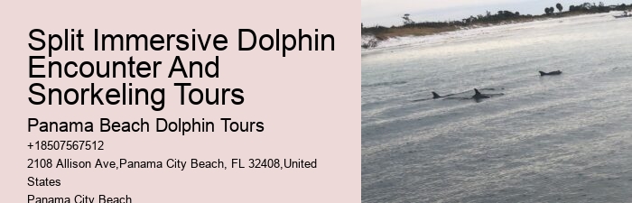 2 Hours Private Dolphin And Snorkeling Tours Florida