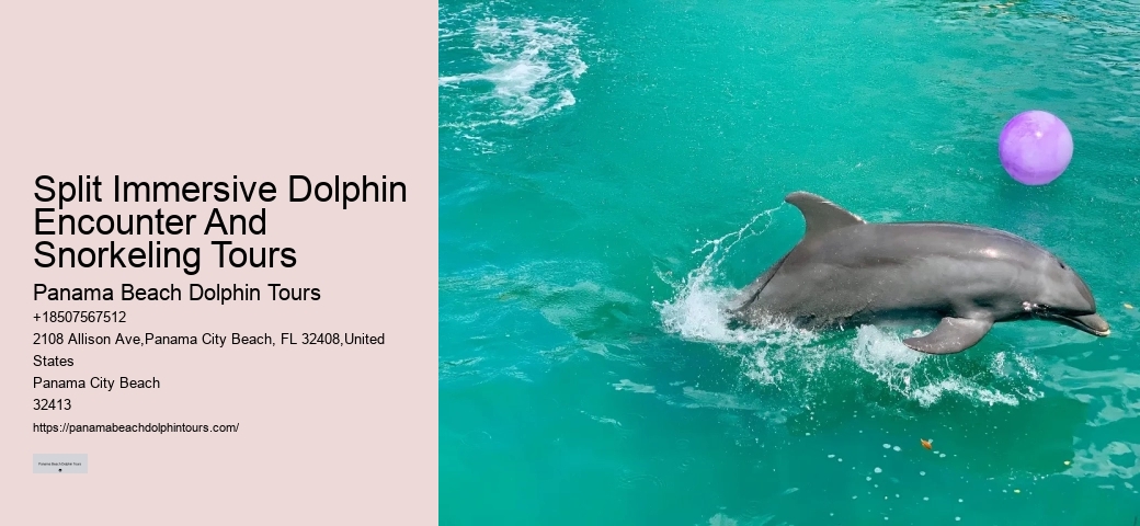 How Much Does It Cost To Swim With The Dolphins At Panama City Beach