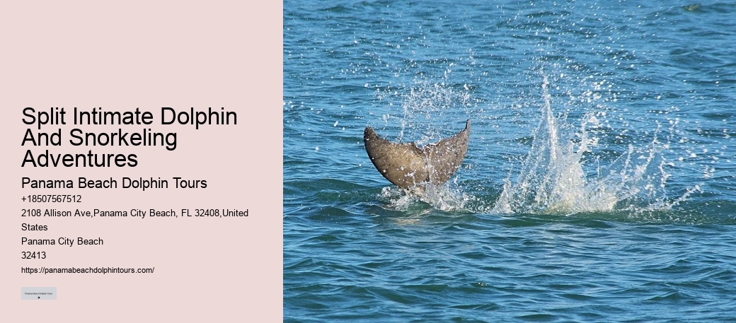 Dolphin sightseeing in Panama City Beach