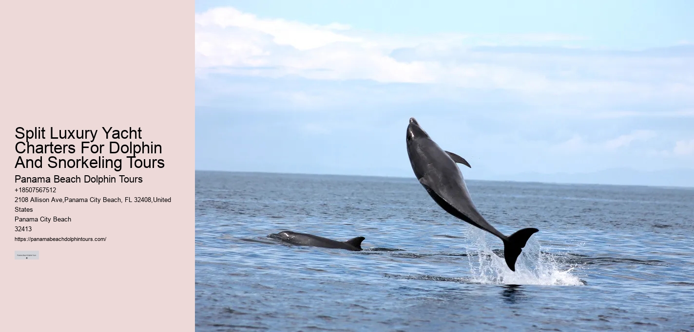 Panama Beach Dolphin Tours Panama City Beach Fl