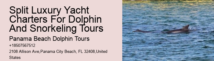 Split Luxury Snorkeling And Dolphin Experiences