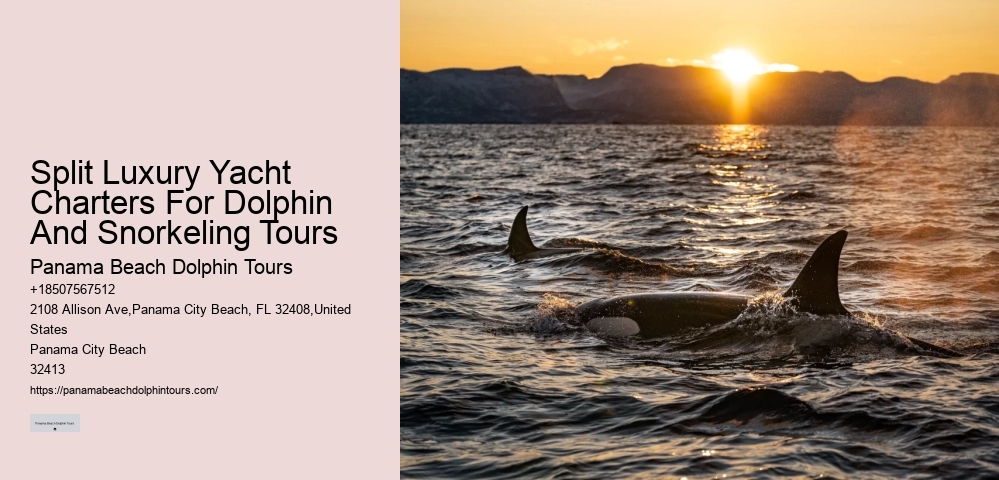 Cheap Dolphin Tours In Panama City Beach