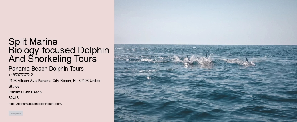 Split Immersive Snorkeling And Dolphin Experiences