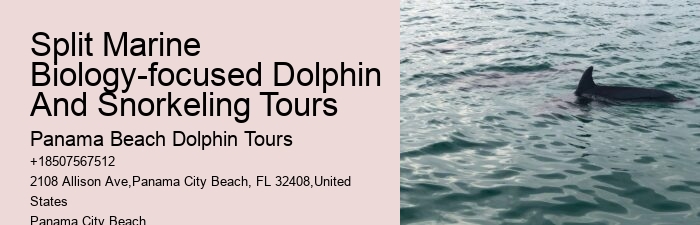 Split Expert-led Dolphin And Snorkeling Tours