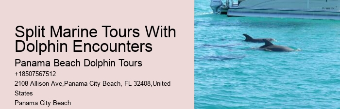 Dolphin behavior