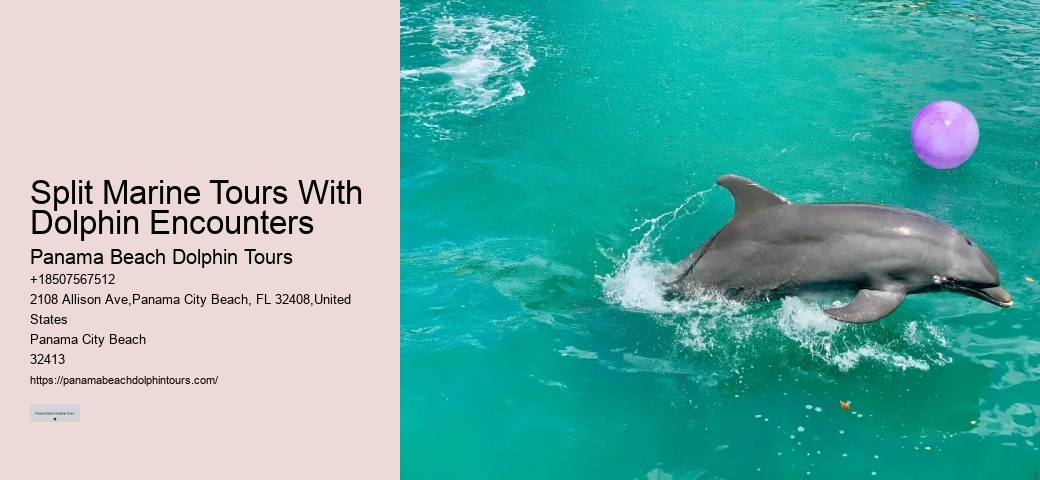Dolphin Tours In Panama City Beach