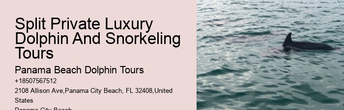 Premium Dolphin Expedition with Snorkeling