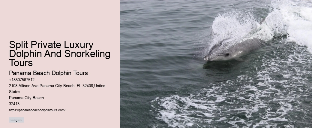 Are there evening or night dolphin tours available in Panama City Beach