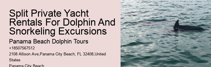 What Is A Dolphins Biggest Enemy