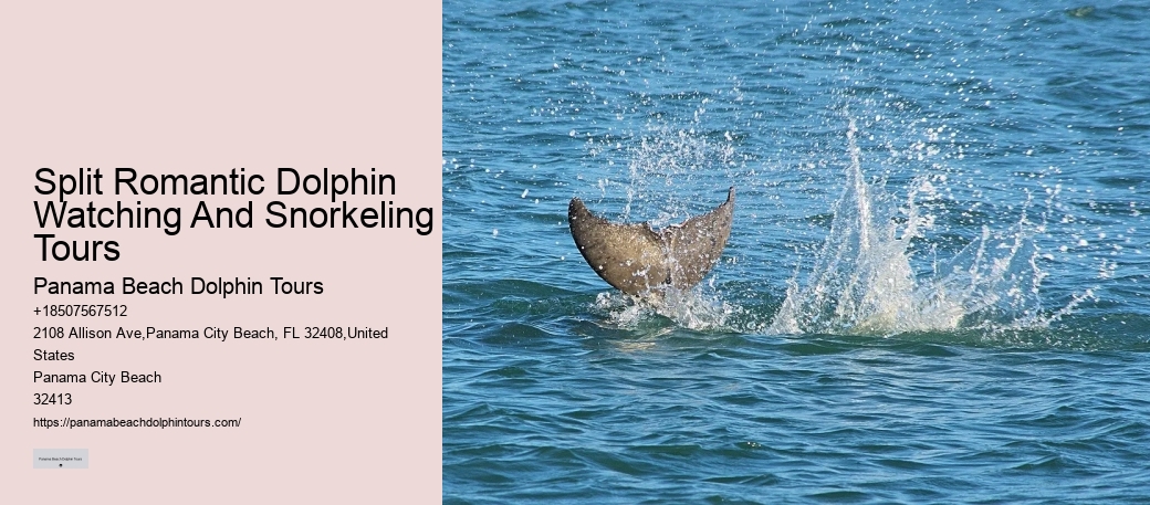 PCB Dolphin Discovery Excursions
