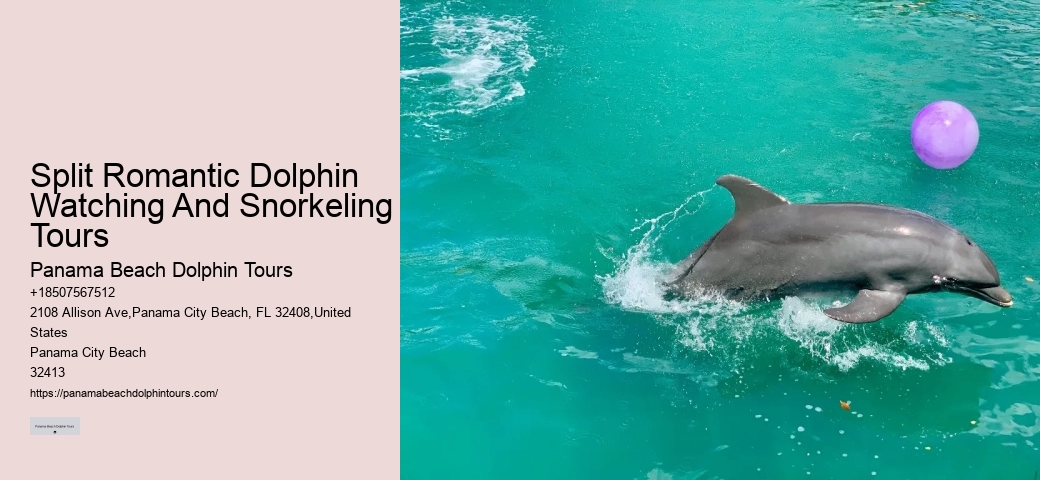 Rudee Flipper Dolphin Tours Virginia Beach