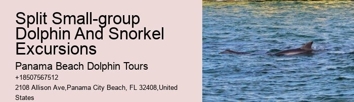 Dolphin Cruise