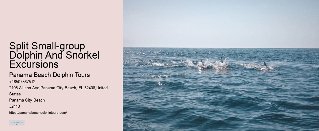 Premium Dolphin Adventure and Snorkeling Experience