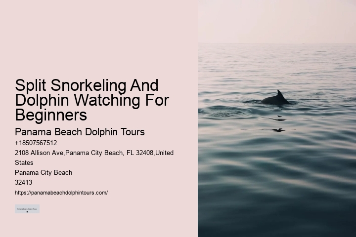 Split Educational Dolphin And Snorkeling Cruises