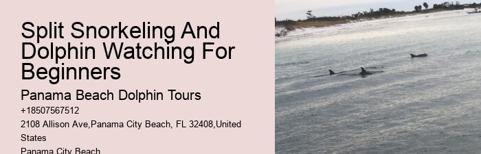 Diving With Dolphins