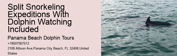 Panama City Beach dolphin spotting excursions