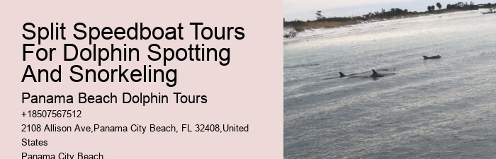 Can I bring my own food and drinks on the dolphin tour