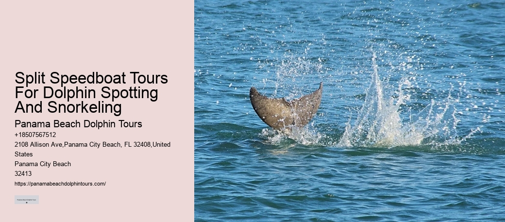 Dolphin Exploration Cruises in Panama City Beach