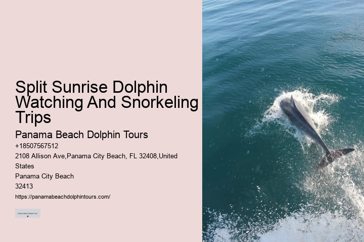 Top 20 Panama City Beach Dolphin Cruises & Tours 2024