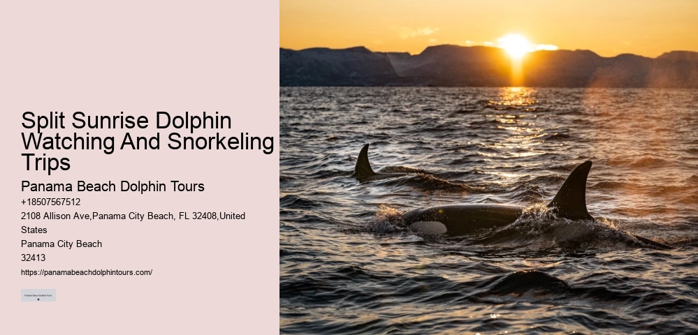 Premium Dolphin Encounter with Snorkeling