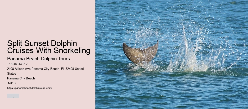 Why Can't You Wear Jewelry When Swimming With Dolphins