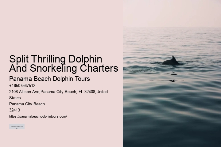 Where Is The Best Place To See Dolphins In The World