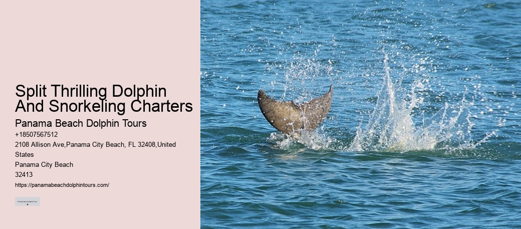 Is It Safe To Swim With Wild Dolphins