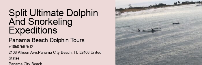 Premium Dolphin Spotting and Snorkeling Trips