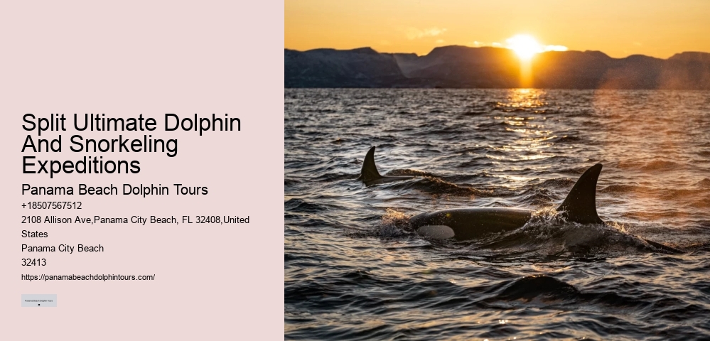 Personal Dolphin Watching with Snorkeling